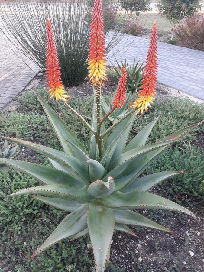 Apartamento Aloe @ The Sea Mossel Bay Exterior foto